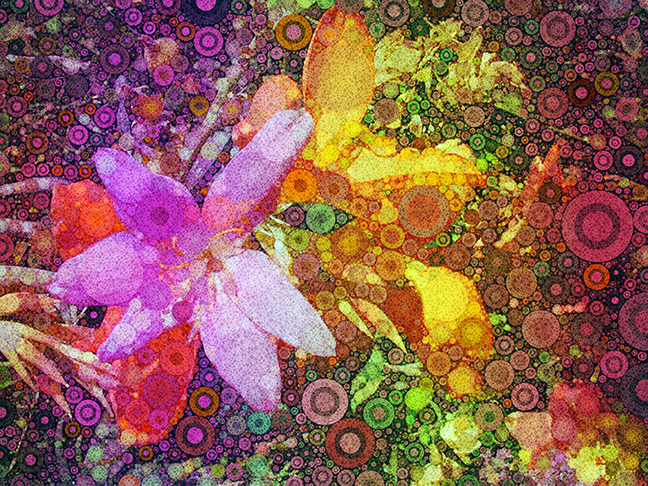 Perc Lilies 1