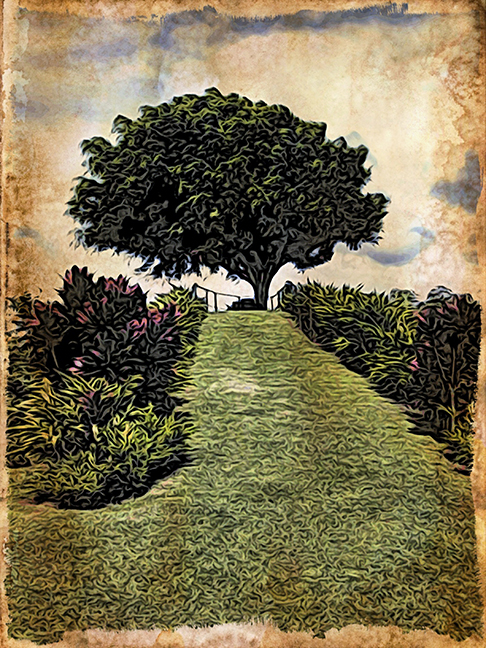 Woodcut Tree on Hill Costa Rica