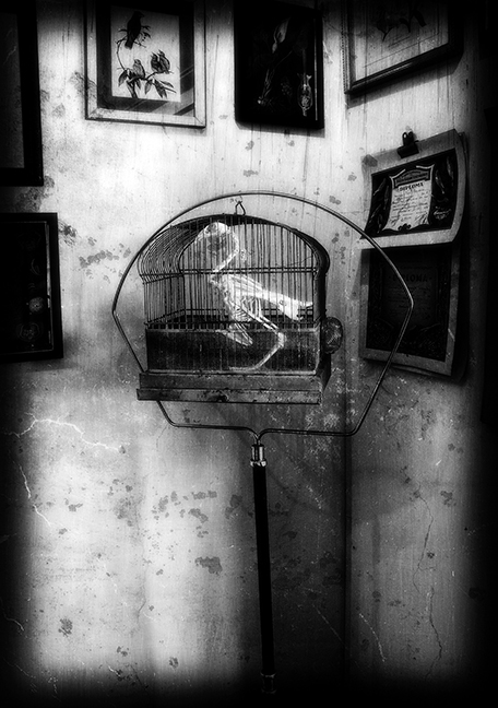 Caged Bird