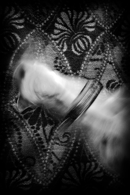 Ghost Dog