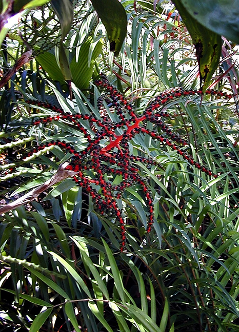 Cicad Red Branching Seeds