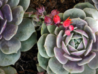 Getty Garden Coral Flowers Pale Green Succulant.jpg