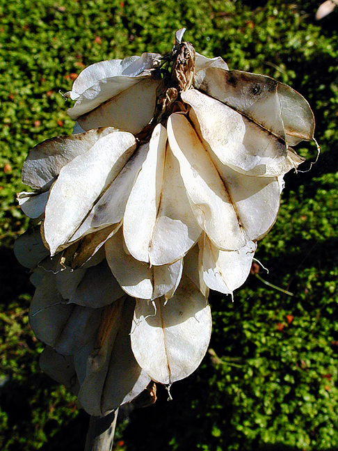 Honesty Plant