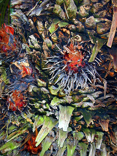 Palm Parasitc Cones