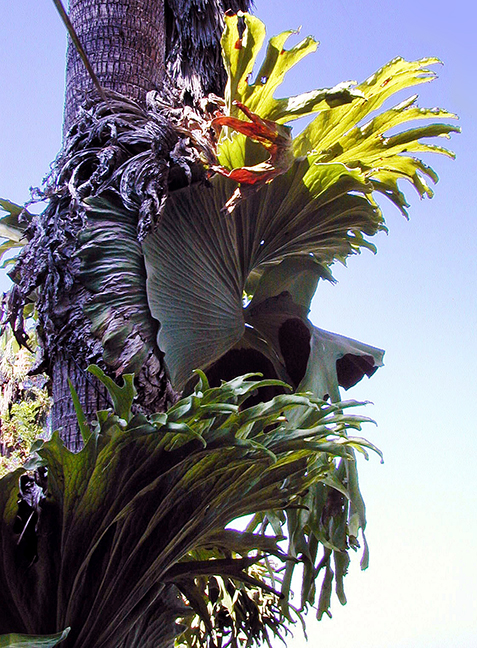 Palm Symbiot 2