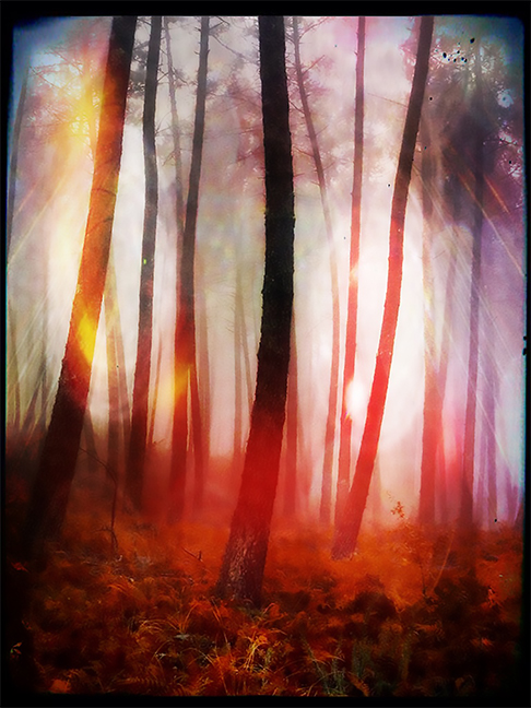 Strange Forest