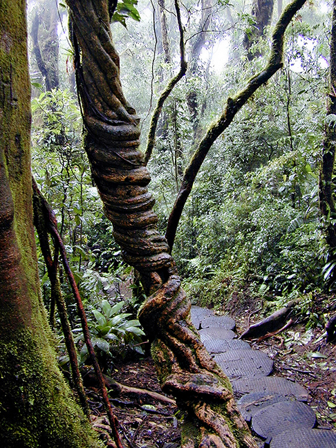 Costa Rica Rainforest
